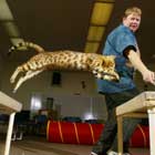 Shirley Piper leads her Bengal cat