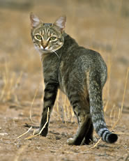 Some of the earliest tame cats may have resembled this African wildcat, Felis silvestris lybica (Image: Ingrid Van Den Berg/Animals Animals)
