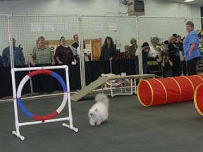 Cat Agility article