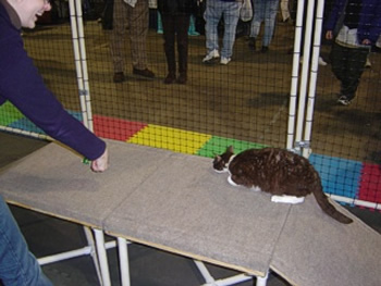 expcatagility2