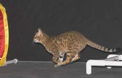 Honey racing from ladder to tunnel cat agility