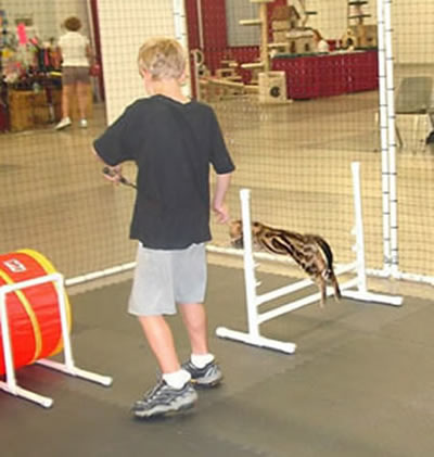 James and Spirit on the cat agility course