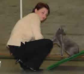 cat agility russian blue cat russelheim germany