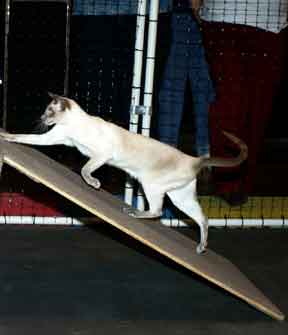 siamese cat up the agility ramp