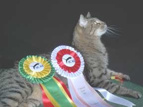 Cat Agility 1st Place Winner Deland FL Aug 22 04