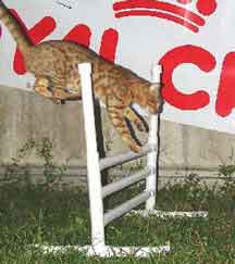 Cayenne agility cat over the bar jump