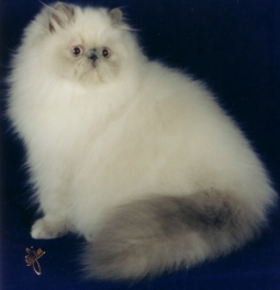 Poppy (Paparazzi), the Himalayan Agility Cat!
