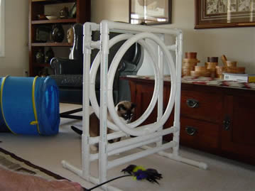 cat agility training at home